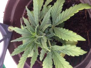 post-47048-0-08787700-1443953865_thumb.j