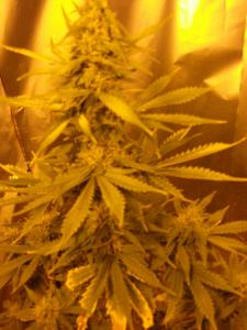 post-49005-0-08854800-1445329012_thumb.j