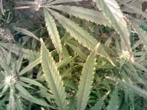 post-10840-0-37243100-1384621432_thumb.j