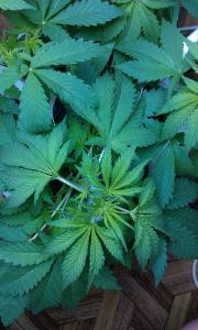 post-13826-0-97265800-1385129962_thumb.j