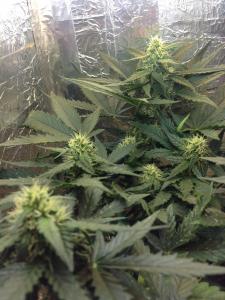 post-15134-0-46352600-1385739769_thumb.j