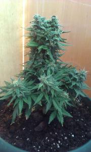 post-15755-0-53403900-1385110834_thumb.j