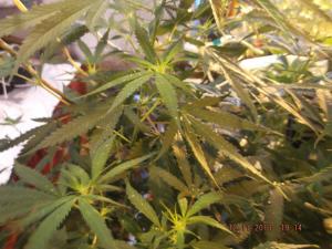 post-7615-0-96954200-1384275531_thumb.jp