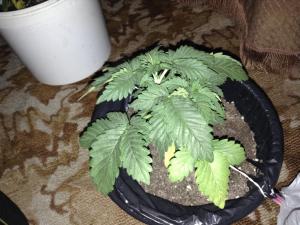 post-16945-0-07182000-1417391503_thumb.j