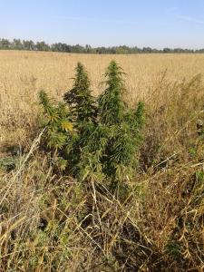 post-29766-0-72757900-1416998846_thumb.j