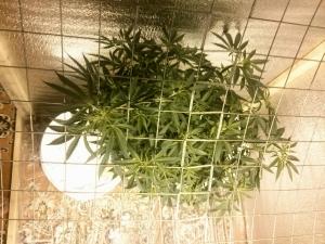 post-30138-0-45517200-1415483704_thumb.j