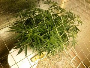 post-30138-0-59800200-1415483700_thumb.j