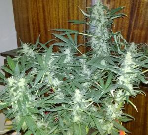 post-34380-0-26492200-1415521691_thumb.j