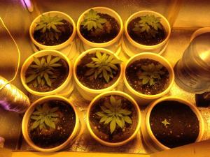 post-35218-0-09765900-1417165723_thumb.j