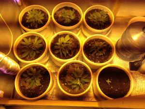 post-35218-0-34377900-1417165749_thumb.j