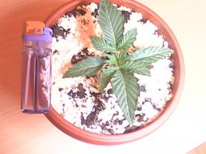 post-35273-0-75026100-1415729334_thumb.j