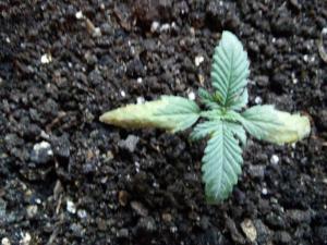 post-36283-0-93434900-1416331293_thumb.j