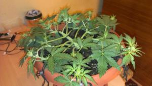 post-36561-0-26594700-1415776864_thumb.j