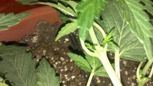 post-36561-0-39945800-1415868783_thumb.j