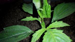 post-14933-0-54273900-1447820853_thumb.j