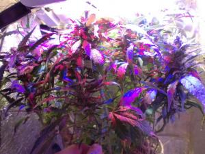 post-26497-0-30160000-1448263717_thumb.j