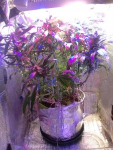 post-26497-0-48422100-1448263652_thumb.j