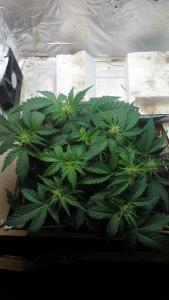 post-35854-0-88873900-1447680853_thumb.j