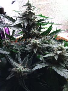 post-40280-0-69205900-1446754898_thumb.j