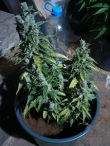 post-43341-0-21606800-1447517191_thumb.j