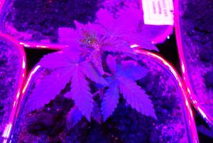 post-44680-0-02743400-1448193040_thumb.j