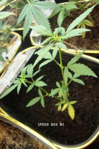 post-44680-0-07102200-1448209021_thumb.j