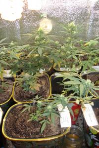 post-44680-0-17658900-1448210902_thumb.j