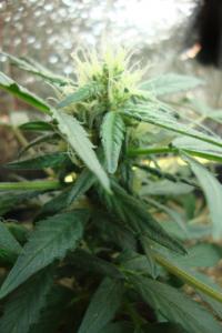 post-44680-0-18413700-1448201450_thumb.j