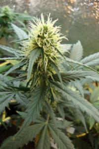 post-44680-0-28783800-1448210658_thumb.j