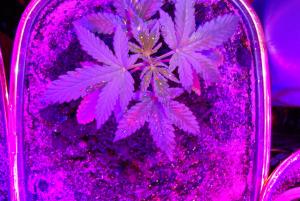 post-44680-0-29766100-1448193055_thumb.j