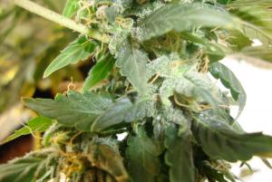 post-44680-0-34374700-1448467037_thumb.j