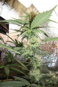 post-44680-0-53046900-1448210690_thumb.j