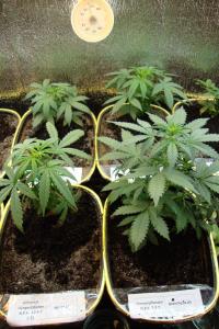 post-44680-0-56444900-1448192847_thumb.j