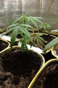 post-44680-0-60009400-1448192951_thumb.j