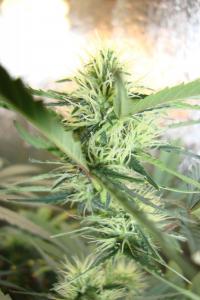 post-44680-0-62638200-1448210684_thumb.j