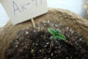 post-44680-0-67915600-1448205346_thumb.j