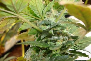 post-44680-0-83137000-1448467030_thumb.j