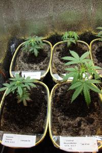 post-44680-0-83476600-1448192841_thumb.j