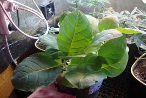 post-44680-0-89716200-1448201427_thumb.j