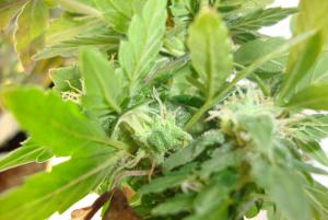 post-44680-0-96755700-1448467023_thumb.j