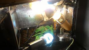 post-49834-0-06928100-1448574613_thumb.j