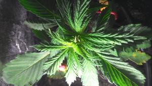 post-49834-0-41458500-1448465903_thumb.j