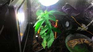 post-49834-0-83464500-1448465853_thumb.j