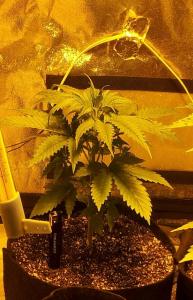 post-11819-0-29534000-1387218872_thumb.j