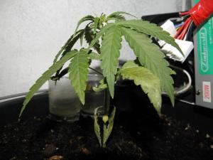 post-12466-0-97041500-1386632553_thumb.j