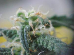 post-15481-0-24942400-1387905199_thumb.j