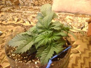 post-15481-0-42234200-1388487984_thumb.j