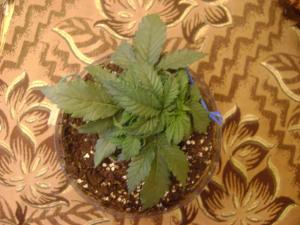 post-15481-0-77748900-1388487985_thumb.j