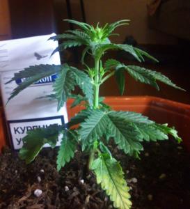 post-15628-0-75887000-1386094393_thumb.j