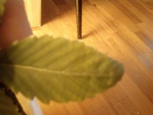 post-16703-0-54219200-1386667792_thumb.j